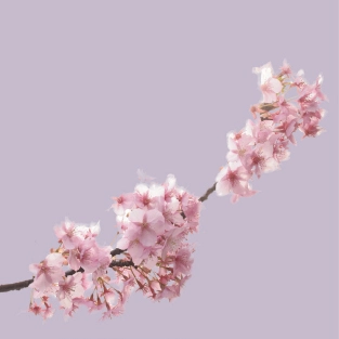 Stock image of soft pink flowers