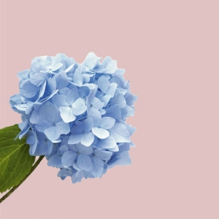 Stock image of soft blue flowers